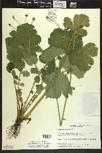 Geum macrophyllum var. macrophyllum image