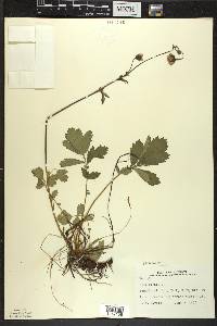 Geum rivale image