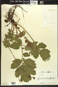 Geum rivale image