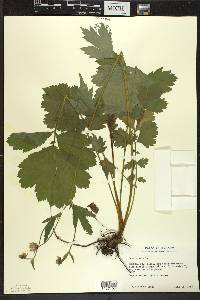 Geum rivale image