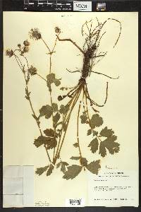 Geum rivale image