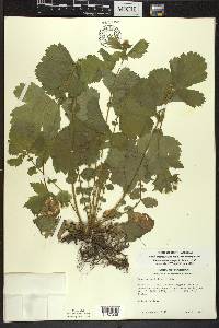 Geum macrophyllum image