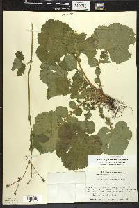 Geum macrophyllum image