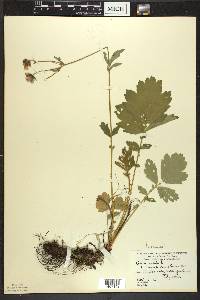 Geum rivale image