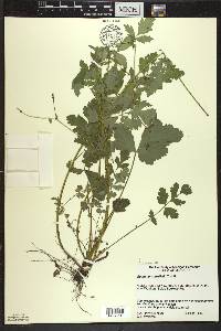 Geum vernum image