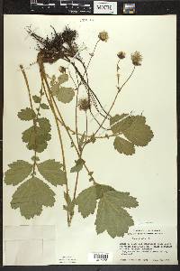 Geum rivale image