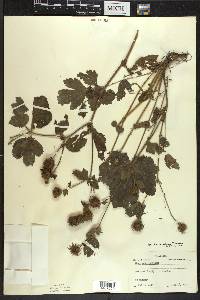 Geum laciniatum image