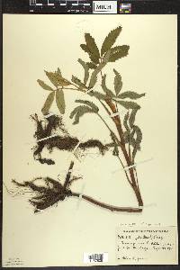 Comarum palustre image
