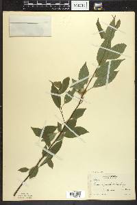 Prunus pensylvanica image