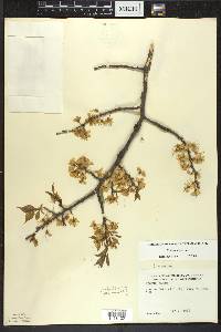 Prunus nigra image