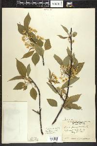 Prunus pensylvanica image