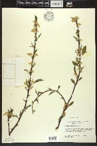 Prunus pensylvanica image