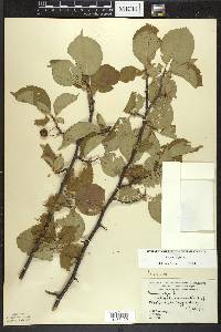 Prunus nigra image