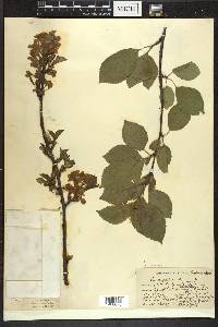 Prunus cerasus image