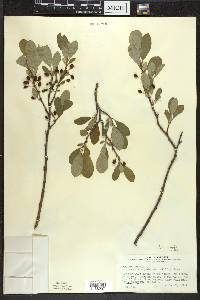 Prunus pumila image