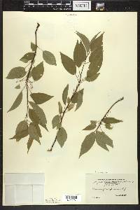 Prunus pensylvanica image