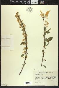 Prunus pensylvanica image