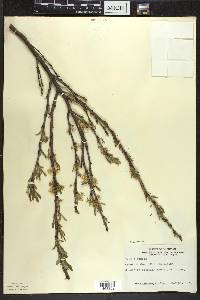 Prunus pumila image