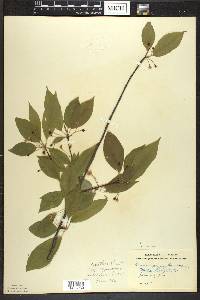 Prunus pensylvanica image