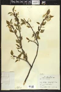 Prunus pensylvanica image