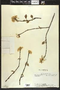 Prunus pensylvanica image