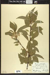 Prunus pensylvanica image