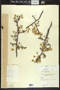 Prunus nigra image