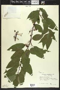 Prunus pensylvanica image