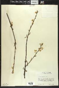 Prunus pensylvanica image