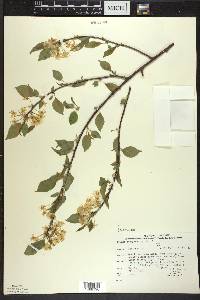 Prunus pensylvanica image