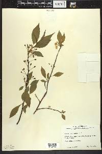 Prunus pensylvanica image