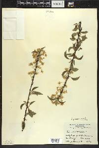 Prunus pensylvanica image