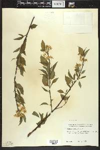 Prunus pensylvanica image