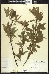 Prunus pensylvanica image