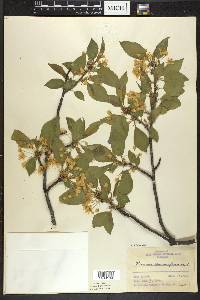 Prunus pensylvanica image