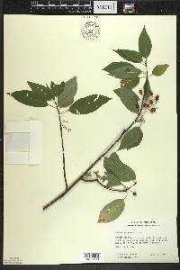 Prunus pensylvanica image