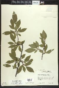 Prunus umbellata image