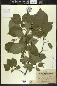 Prunus nigra image