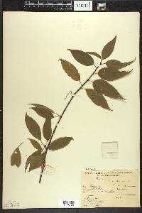 Prunus pensylvanica image