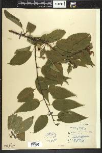 Prunus pensylvanica image