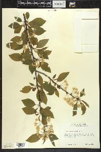 Prunus pensylvanica image