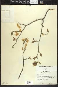 Prunus nigra image