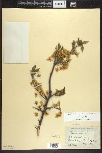 Prunus nigra image