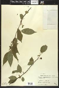 Prunus pensylvanica image