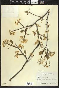 Prunus pensylvanica image