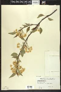 Prunus pensylvanica image