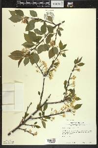 Prunus pensylvanica image