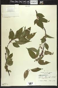 Prunus pensylvanica image