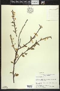 Prunus pensylvanica image