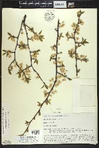 Prunus umbellata image